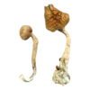 Champignons magiques cubains