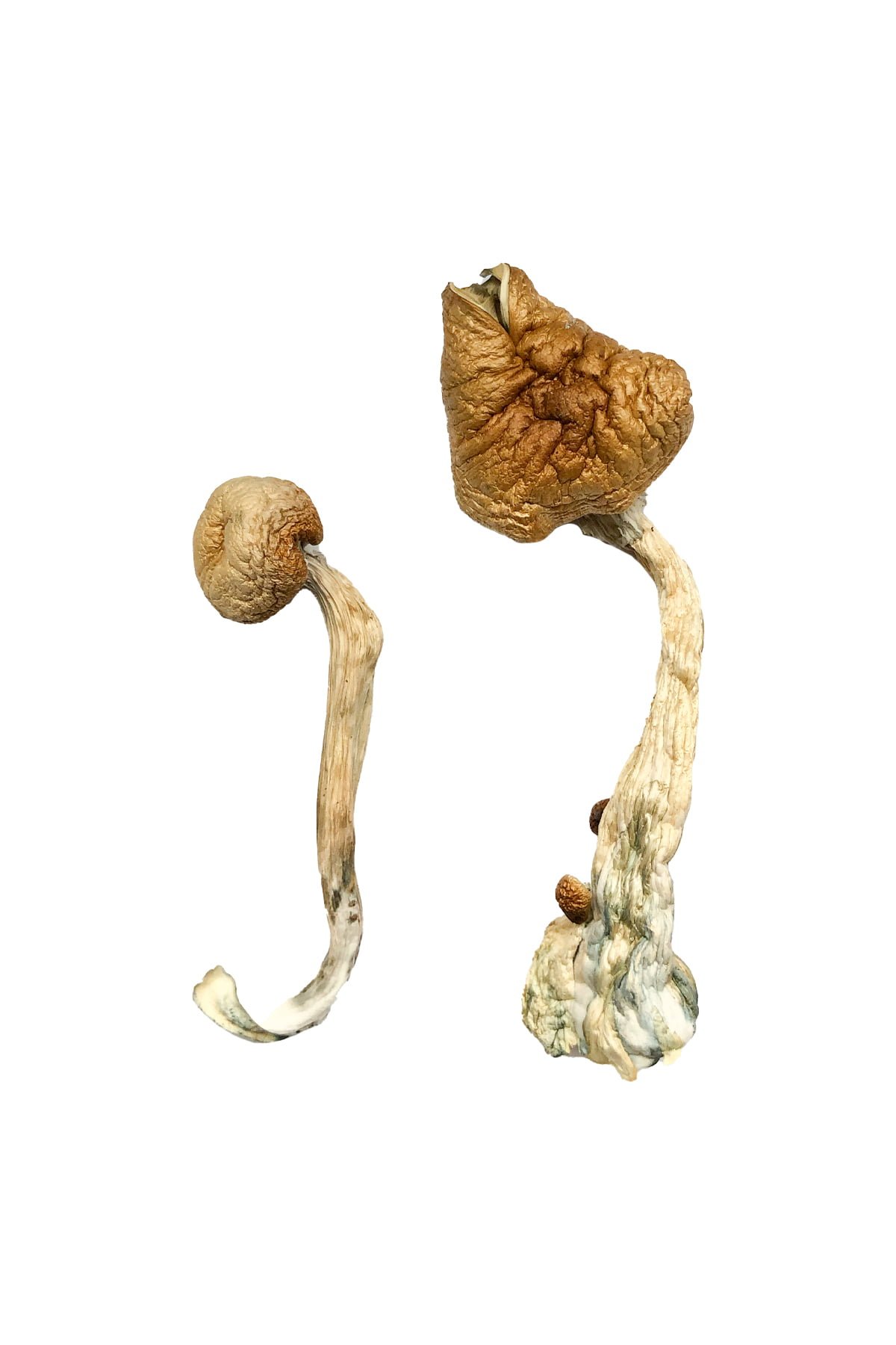Funghi magici cubani
