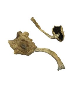 Champignons magiques Alacabenzi