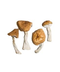 Creeper Magic Mushrooms