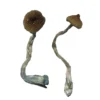 APEX Magic Mushrooms