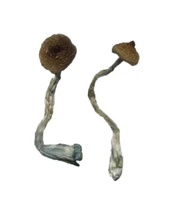 Funghi magici APEX