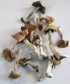 Champignons magiques Gorlin