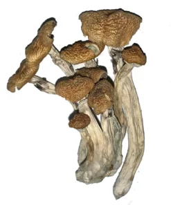Cogumelos mágicos Gorlin