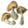 Albino Treasure Coast Magische Paddestoelen