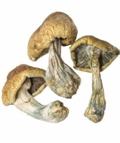 Champignons magiques Albino Treasure Coast