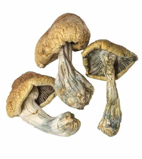 Champignons magiques Albino Treasure Coast