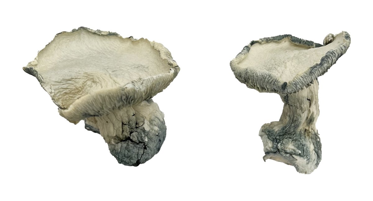 Funghi magici di Pearly Gates