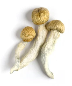 Champignons magiques Albino Roller-Coaster