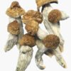 Albino Penis Envy Champignons magiques