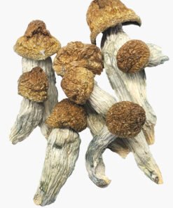 Albino Penis Envy Champignons magiques