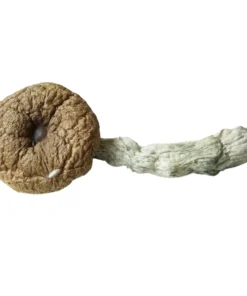 Champignons magiques du volcan Arenal