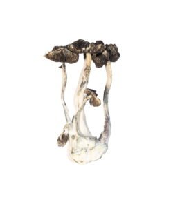Champignons magiques Blue Meanie