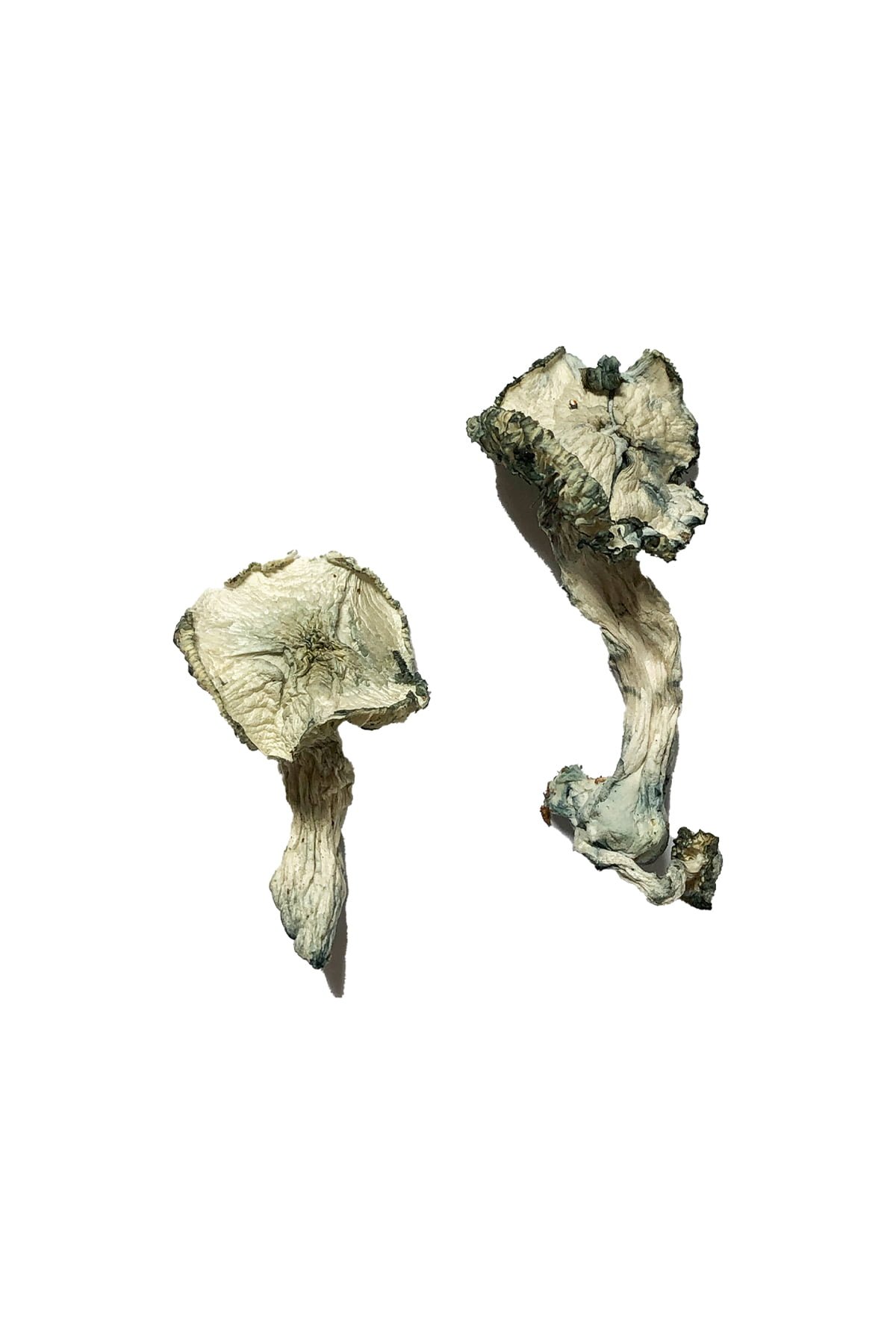 Cambodjaanse Magische Paddestoelen