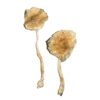 Champignons magiques Blue Magnolia