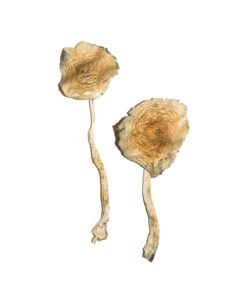 Blå Magnolia Magiska svampar