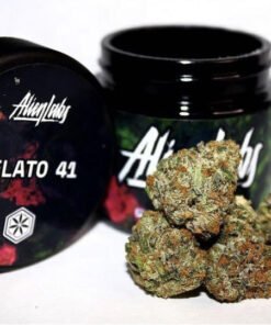 gelato 41