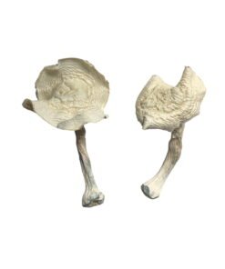 Champignons magiques d'Amazonie
