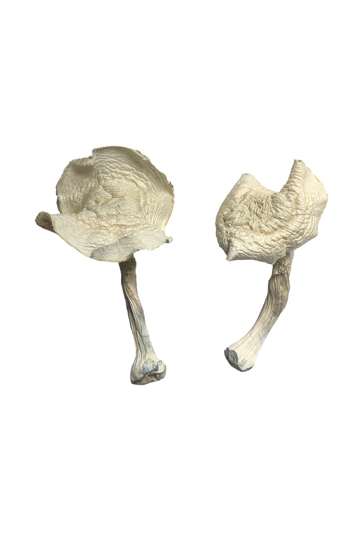 Amazone Magische Paddestoelen