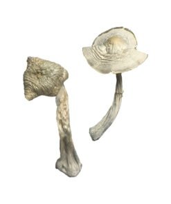 Champignons magiques albinos de Louisiane