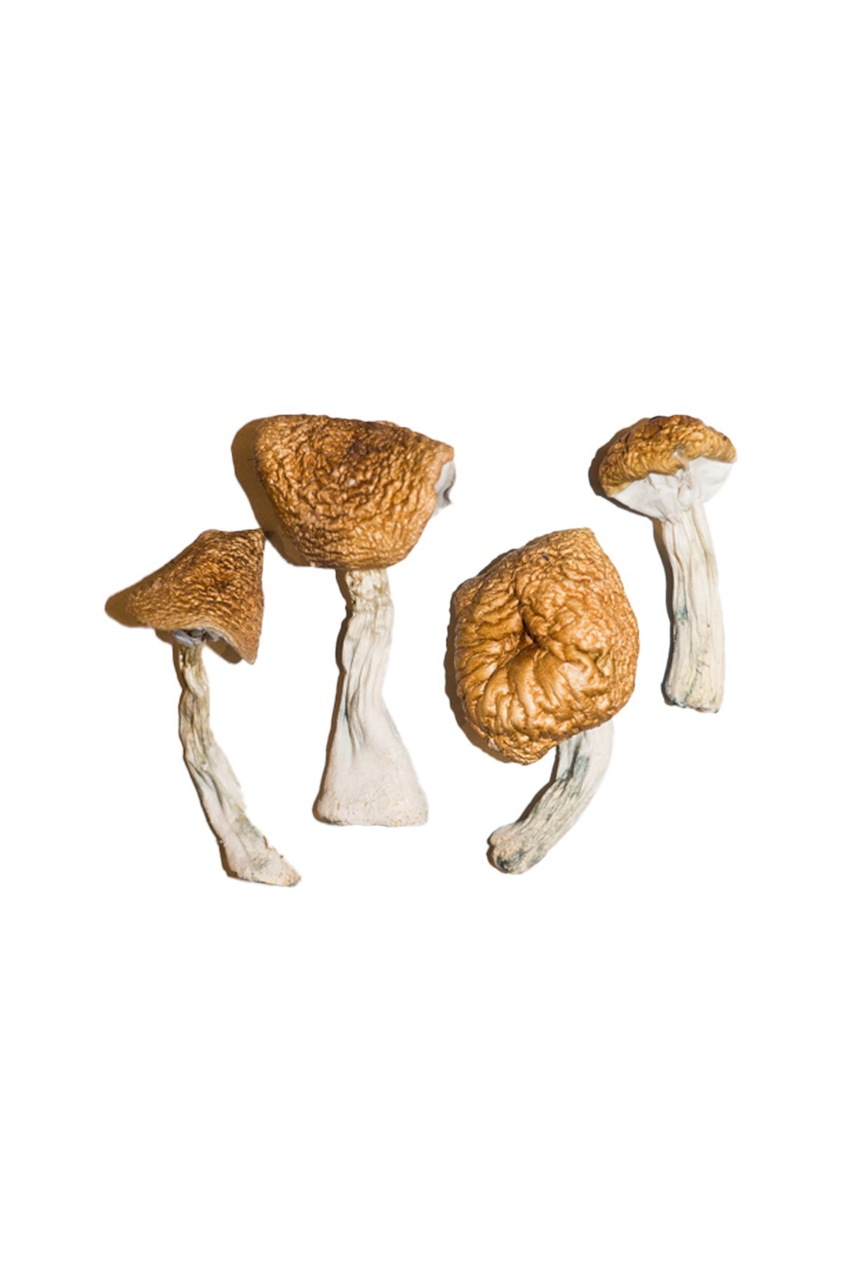 Champignons magiques birmans