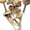 Costa Ricaanse Magische Paddestoelen