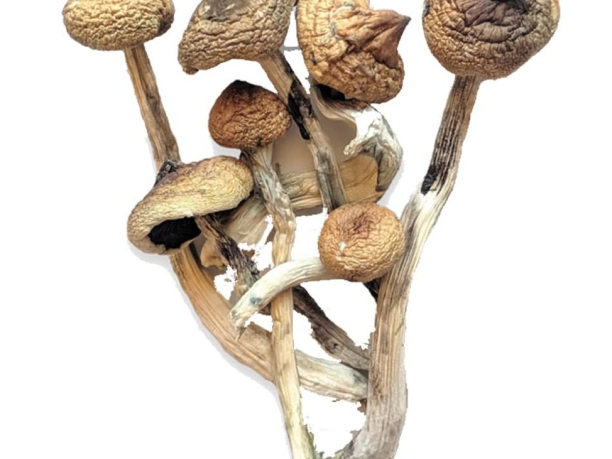 Costa-Ricanische Zauberpilze