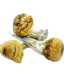Dino Ei Magische Paddenstoelen