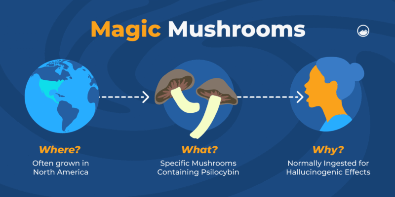How Long Does It Take for Shrooms to Kick In